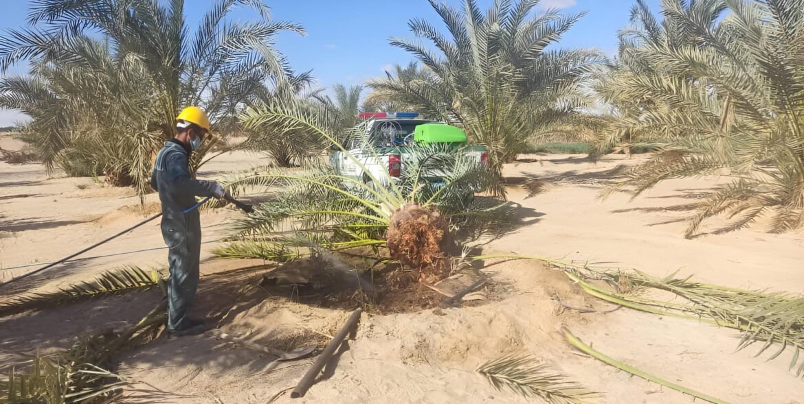 بلدي أوجلة: انتشار حشرة سوسة النخيل الحمراء تهدد الثروة الزراعية والغذائية في البلاد