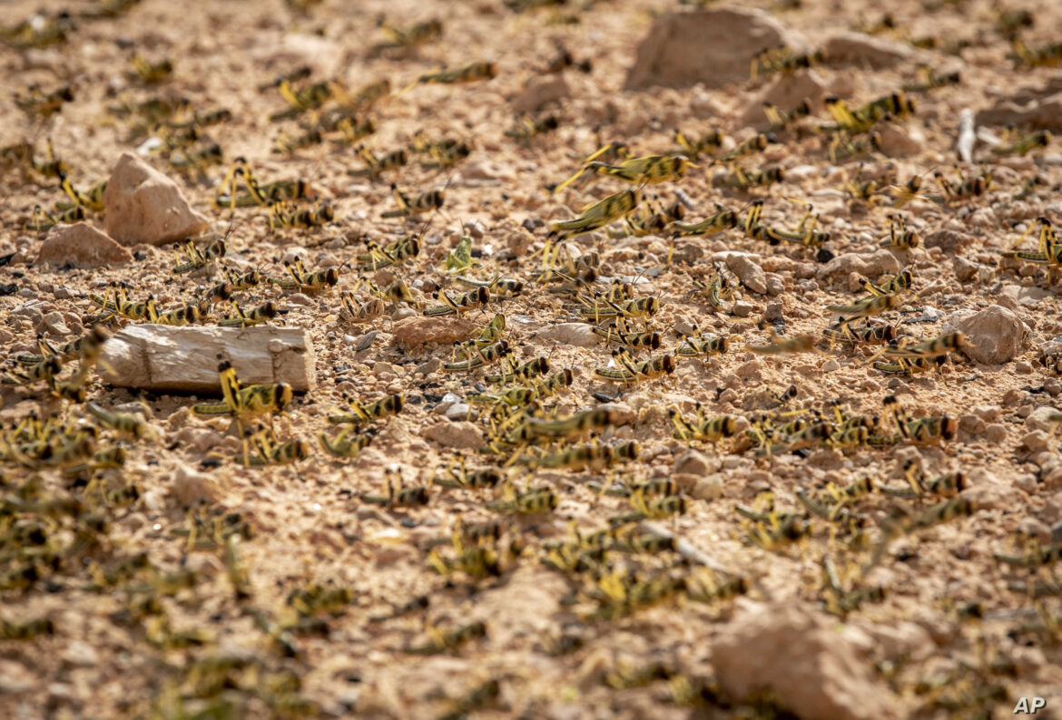 الجراد الصحراوي يهدد مجددا جنوب ليبيا